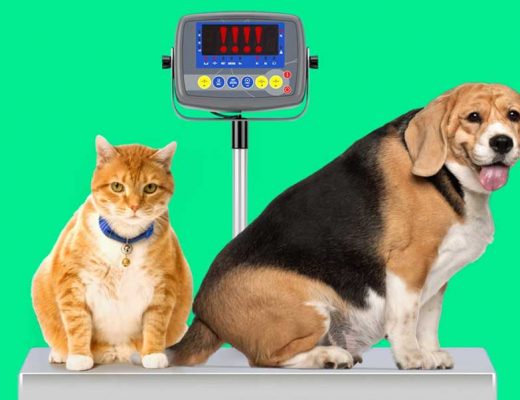 obesidade de cães e gatos
