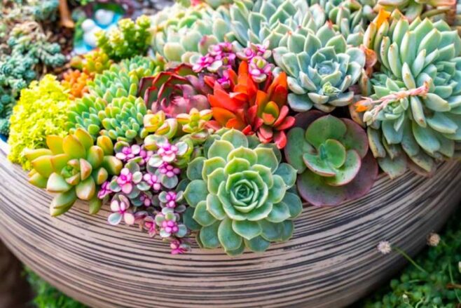 Suculentas: Como Cuidar, Quais os Tipos e fotos de inspiração