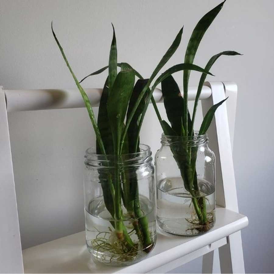 Espada-de-São-Jorge